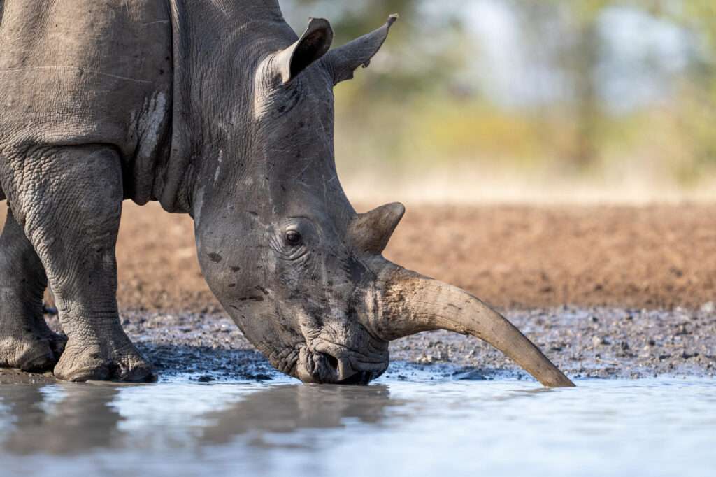 Singita Pamushana Lodge - Zimbabwe