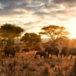 Tanzania Elephants