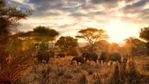 Tanzania Elephants