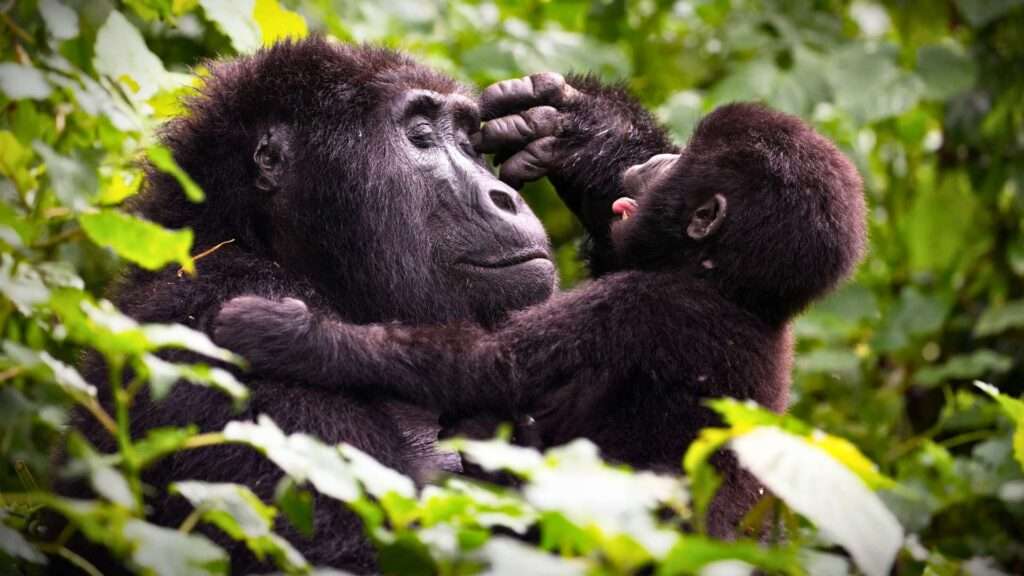 Uganda Gorillas