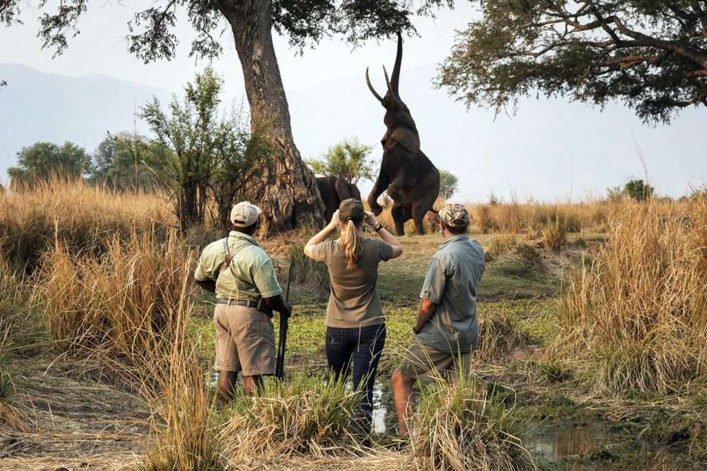 Wilderness Ruckomechi - Mana Pools - Zimbabwe