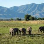 Wilderness Ruckomechi - Mana Pools - Zimbabwe