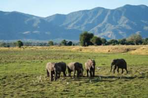 Wilderness Ruckomechi - Mana Pools - Zimbabwe