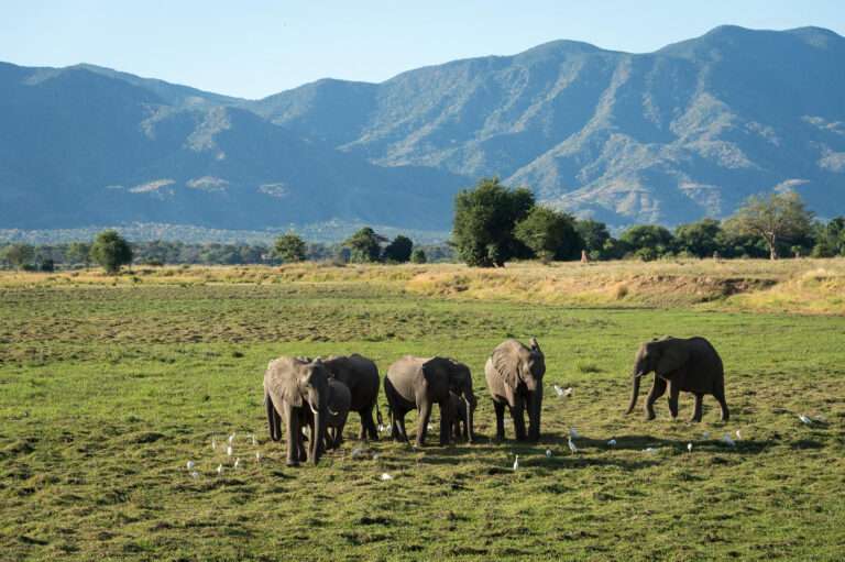 Wilderness Ruckomechi - Mana Pools - Zimbabwe