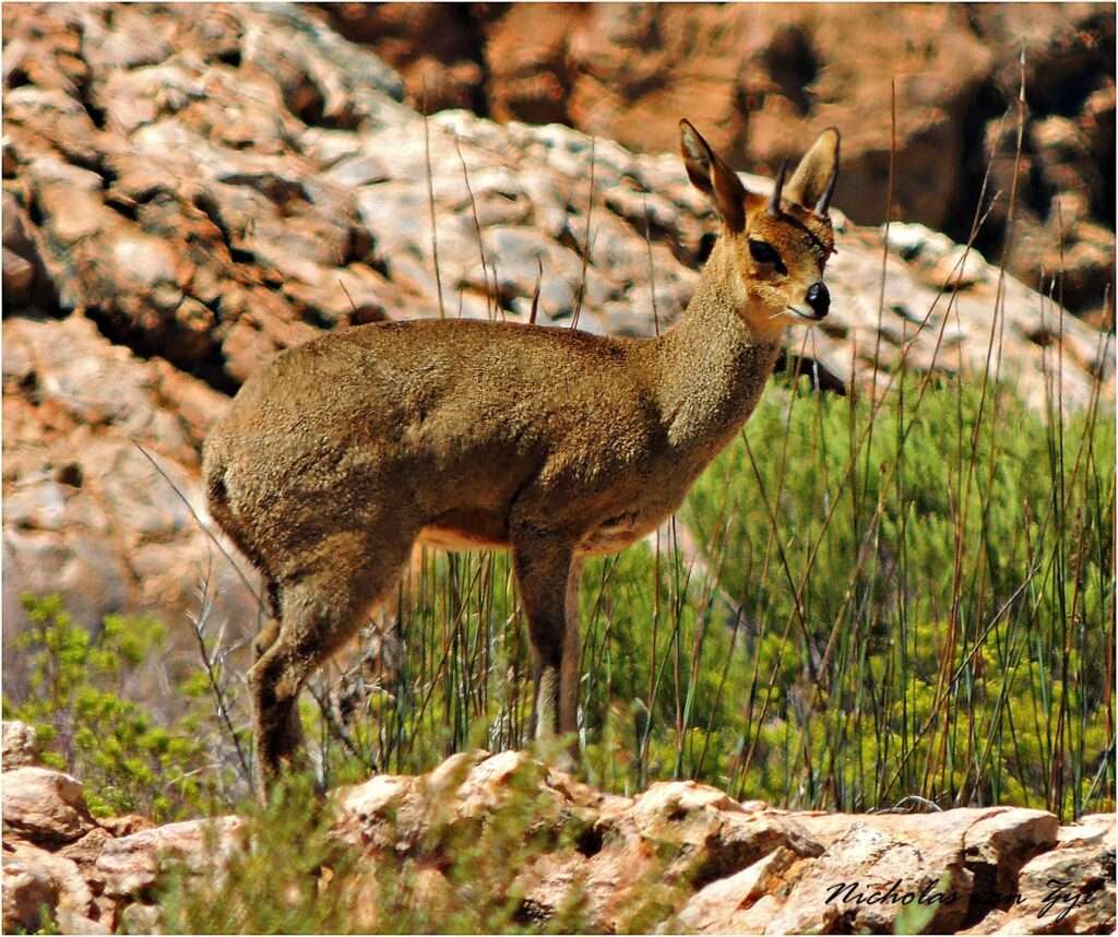 Kagga Kamma - Cape Town