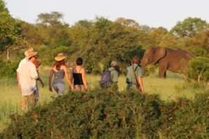 Plains Camp Rhino Walking Safaris Walking Safaris