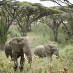 Sanctuary Ngorongoro Crater Lodge - Tanzania