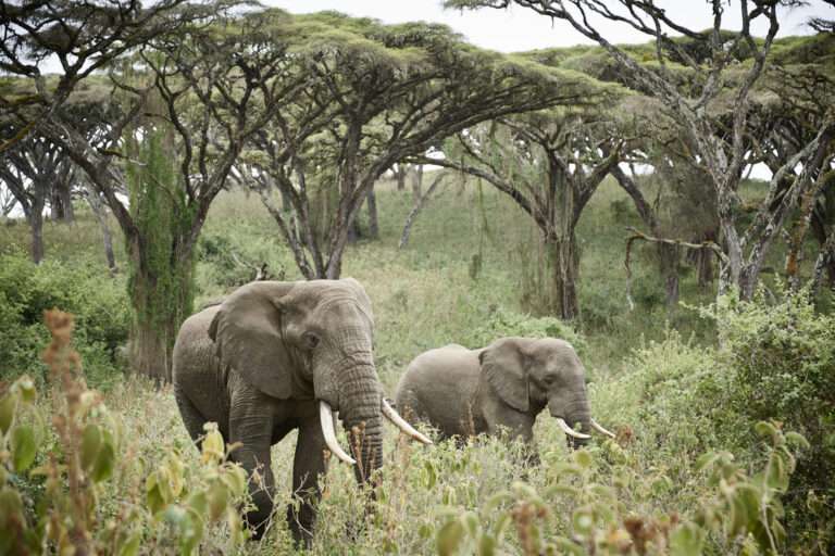 Sanctuary Ngorongoro Crater Lodge - Tanzania