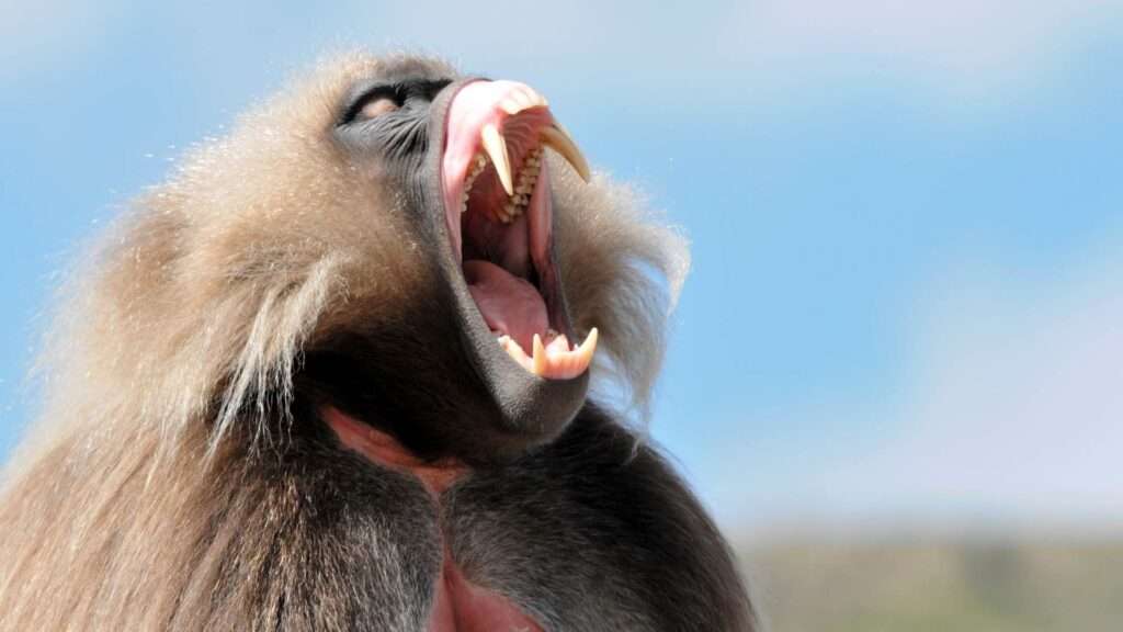 Simien Mountains - Gelada Baboon - Ethiopia