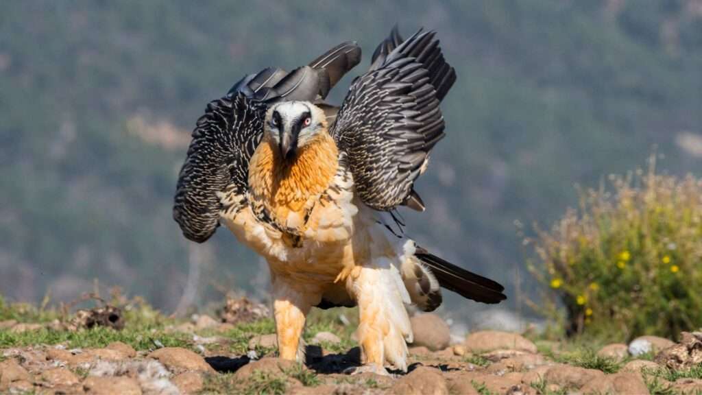 Simien Mountains - Lammergeier - Ethiopia 01