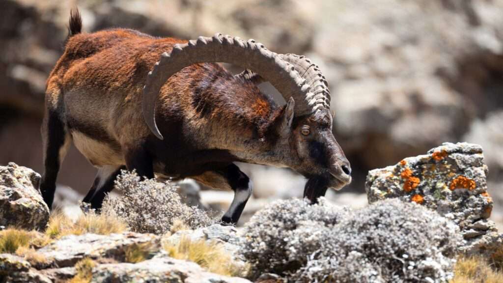 Simien Mountains - Walia Ibex - Ethiopia