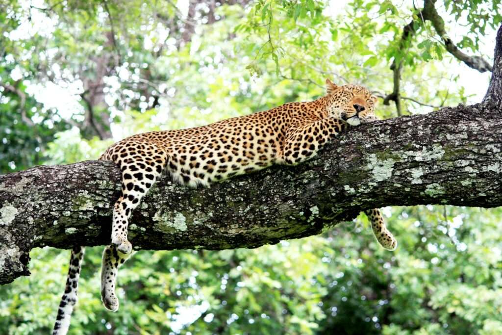 South Luangwa National Park - Zambia