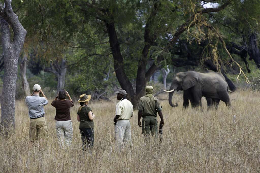 South Luangwa National Park - Zambia