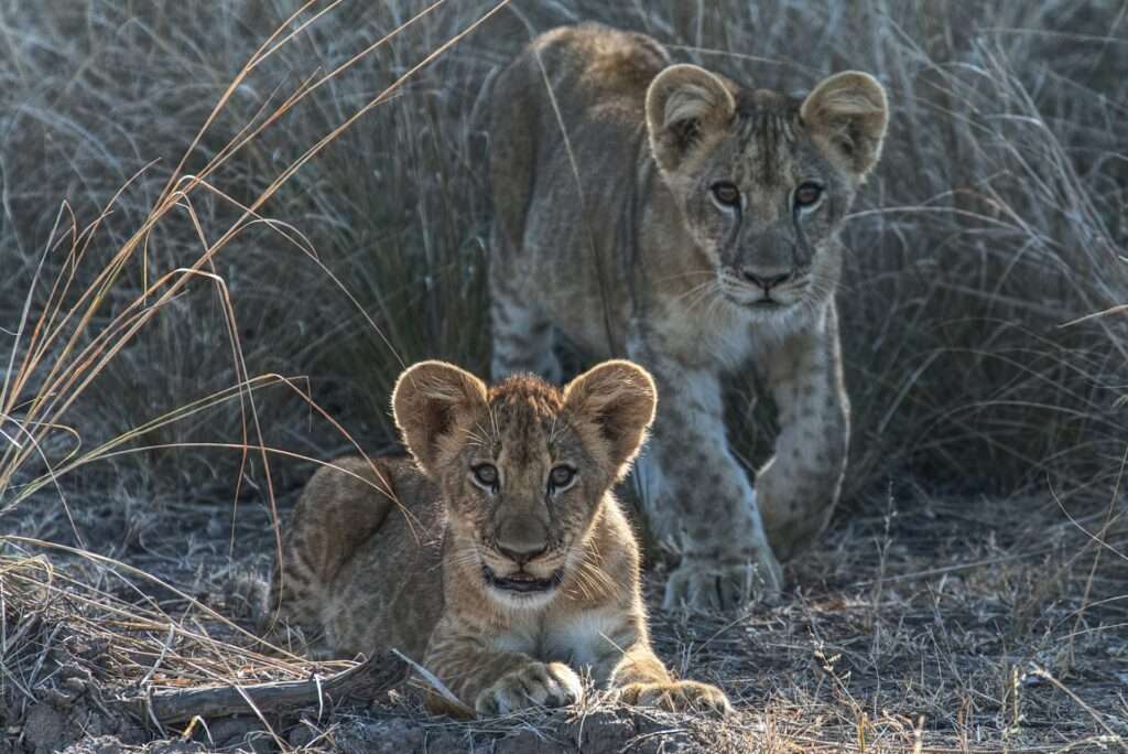 South Luangwa National Park - Zambia