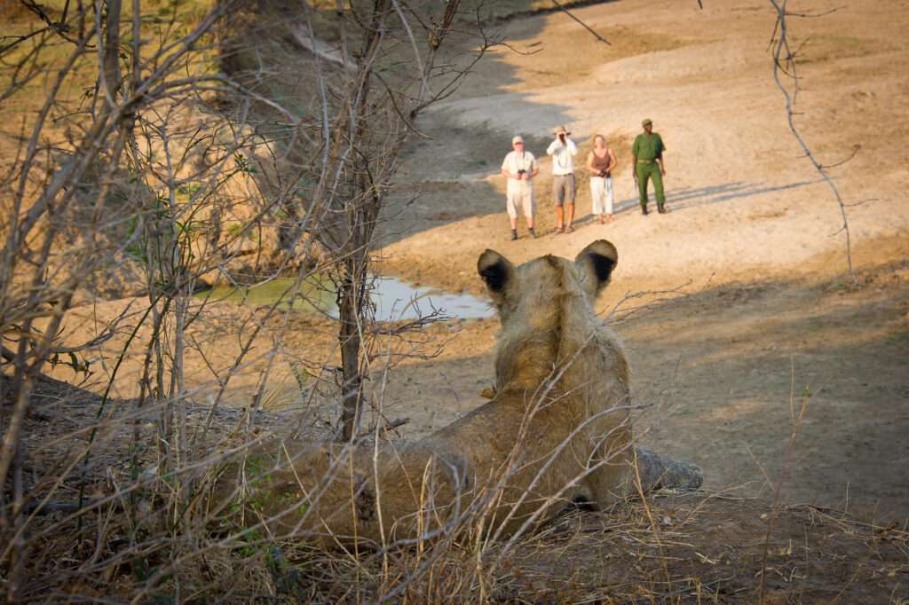 South Luangwa National Park - Zambia