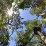 Tsitsikamma Canopy Tours - Garden Route