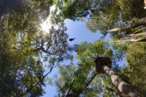 Tsitsikamma Canopy Tours - Garden Route