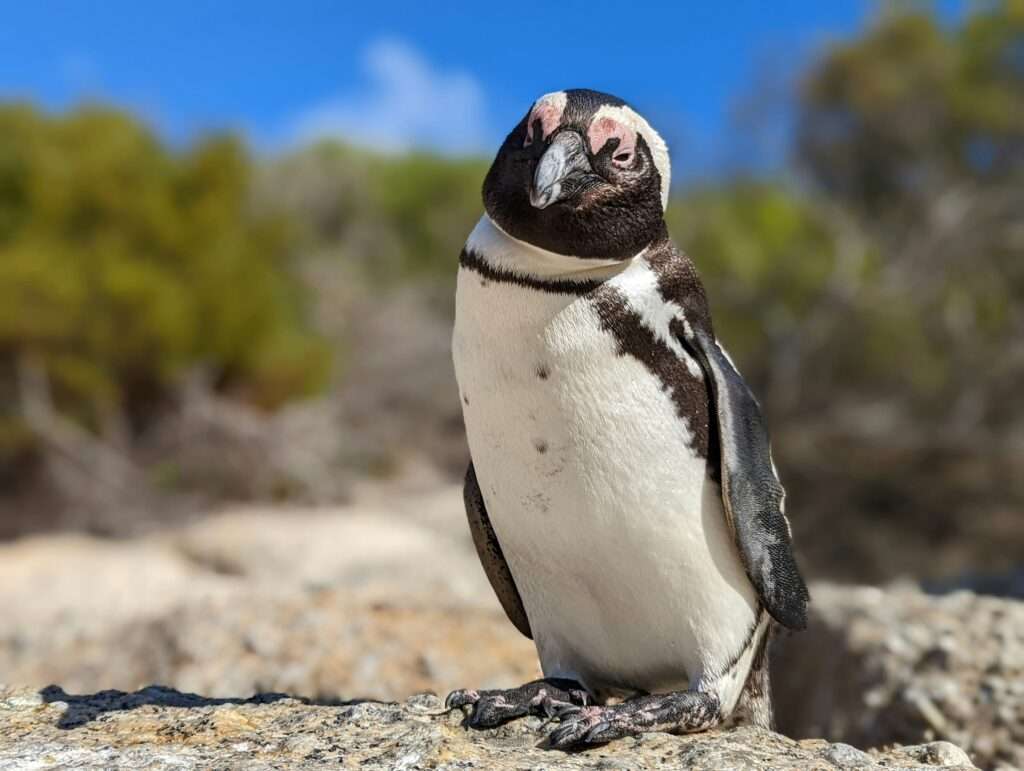 Boulder beach Penguins - Cape Town