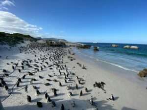 boulders beach