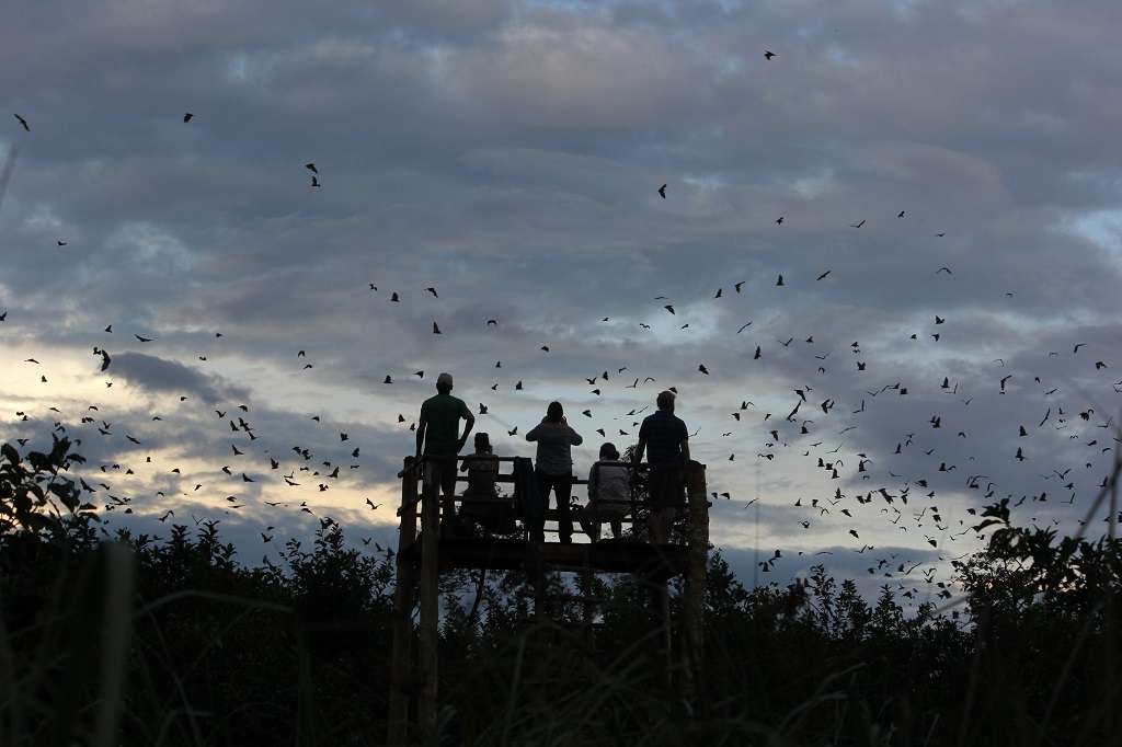 Bat Migration - Kasanka National Park (Zambia Tourism)