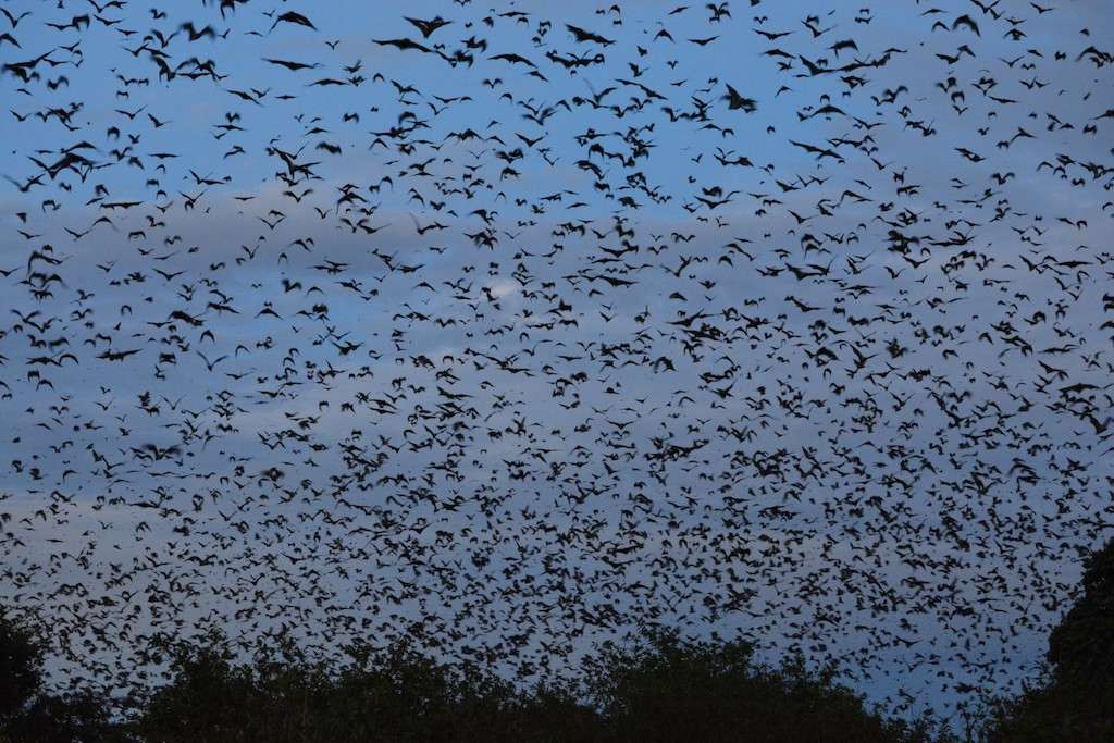 Bat Migration - Kasanka National Park (Zambia Tourism)