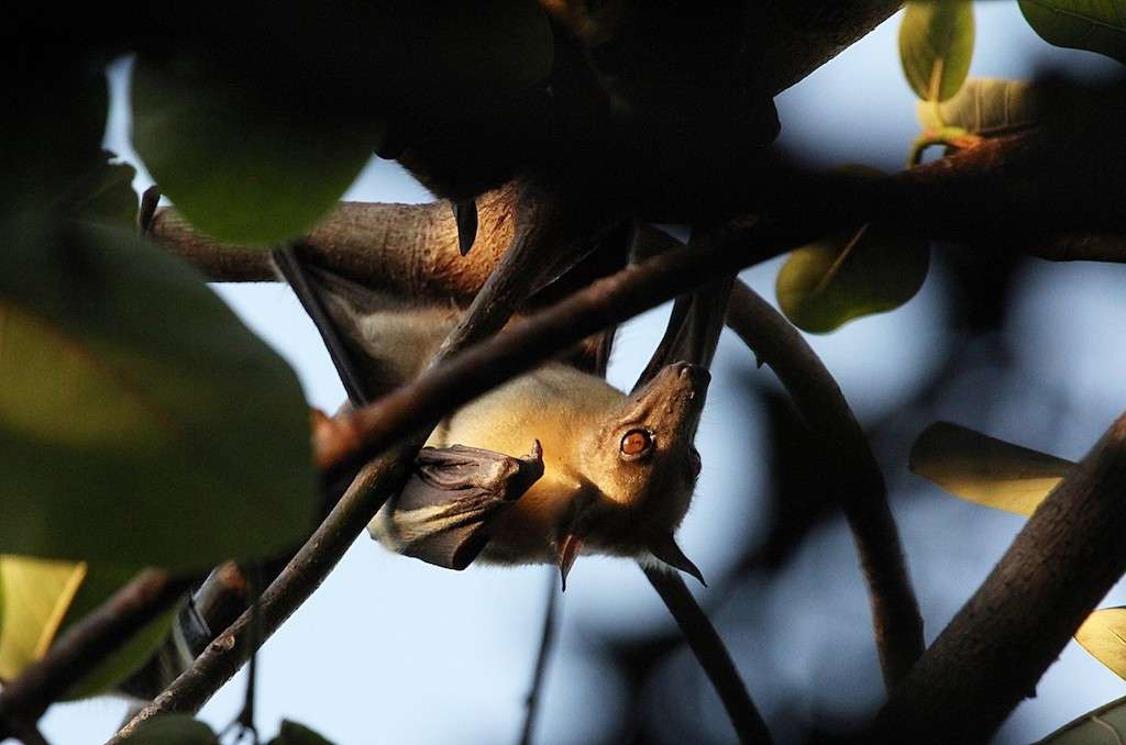 Bat Migration - Kasanka National Park (Zambia Tourism)