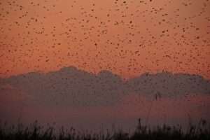 Bat Migration - Kasanka National Park (Zambia Tourism)