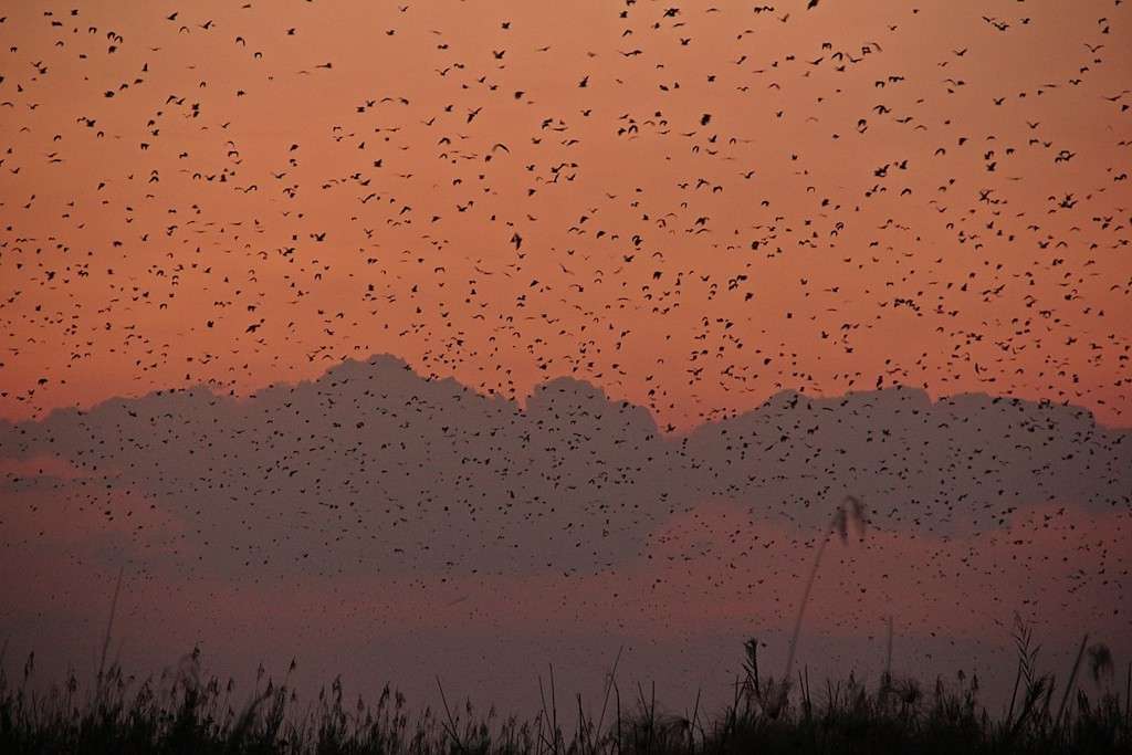 Bat Migration - Kasanka National Park (Zambia Tourism)