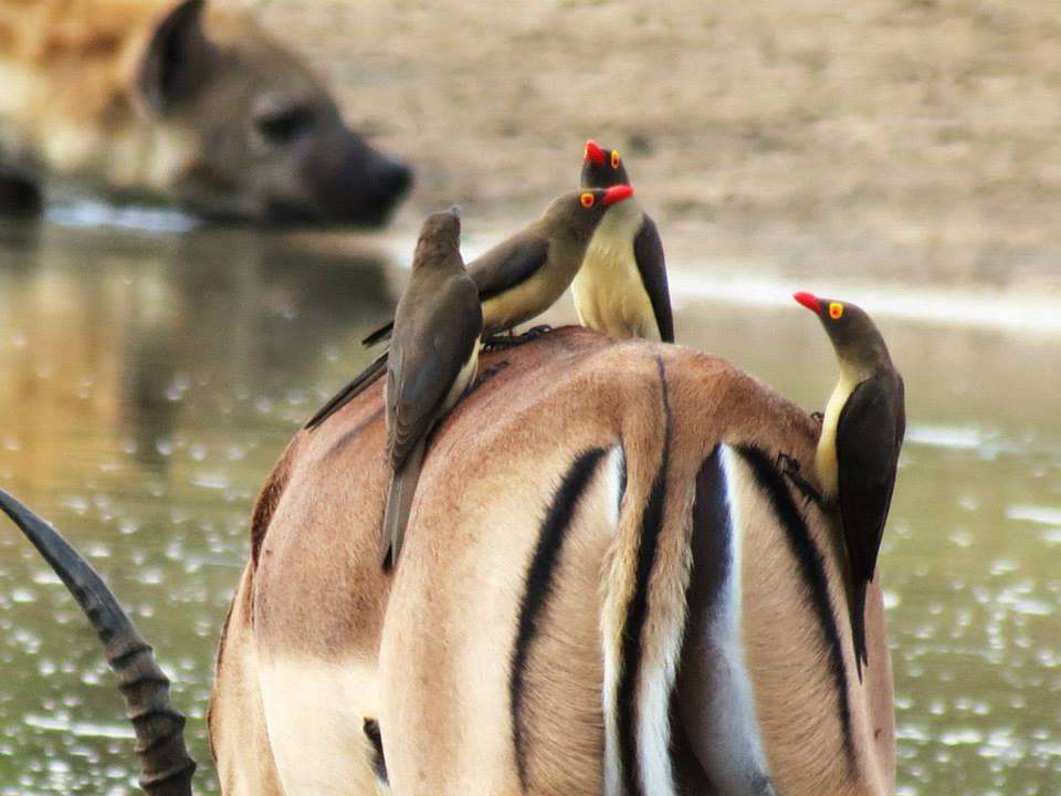 Kruger National Park