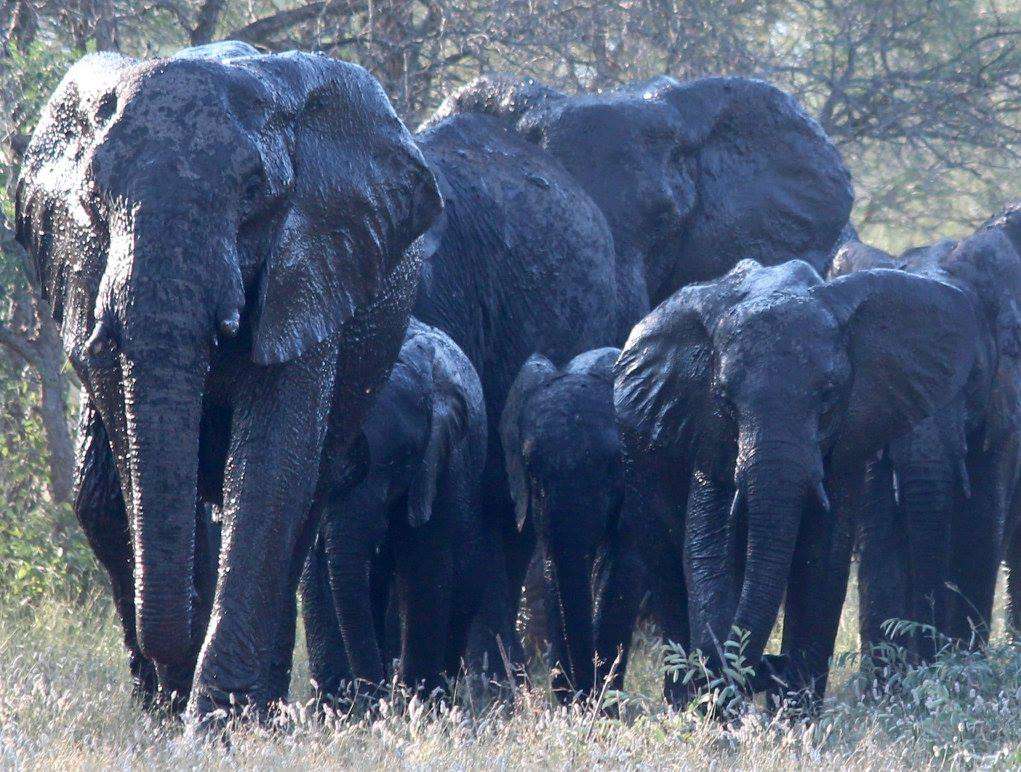 Kruger National Park