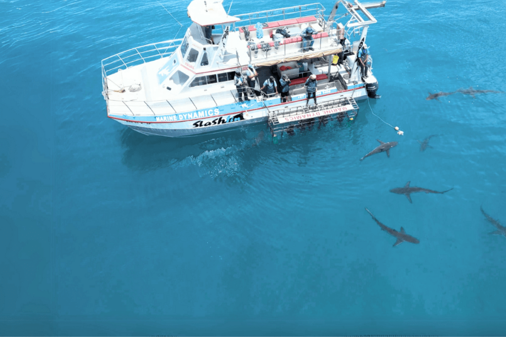 Shark Cage diving - MD