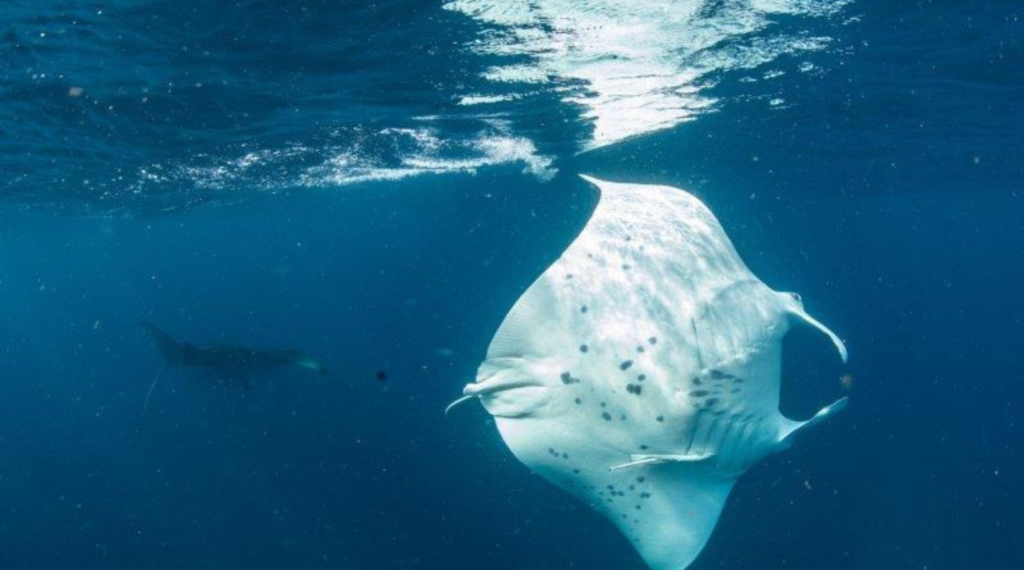 South Africa's Manta Ray Marvels