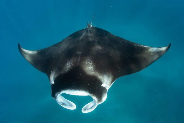 South Africa's Manta Ray Marvels